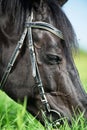 macro portrait of black horse grazing in the green field. sunny day Royalty Free Stock Photo