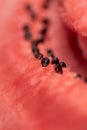 A macro portrait of the black seeds sitting in the pink red pulp of a cut slice of watermelon. The piece of fruit is ready to be