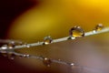 A macro portrait of a blade of grass with some water drops on it, touching a very still surface of water which creates an almost Royalty Free Stock Photo