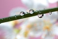 A macro portrait of a blade of grass with water drops on it. In the dew droplets the reflected image of the blurred white cherry Royalty Free Stock Photo