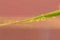 A macro portrait of a blade of grass in water with rain drops on it. The water droplets and the blade create a reflection on the Royalty Free Stock Photo