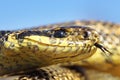 Macro portrait of blotched snake