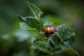 A macro portrait of a colorado beetle, also called leptinotarsa decemlineata in between the leaves of a potato plant. The insect