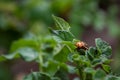 A macro portrait of a colorado bug, also called leptinotarsa decemlineata in between the leaves of a potato plant. The insect is a