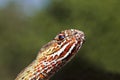 Macro portrait of colorful eastern montpellier snake