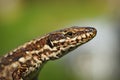 Macro portrait of common wall lizard Royalty Free Stock Photo