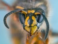 Macro portrait of common wasp