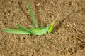 Macro portrait of the cone-headed grasshopper Acrida ungarica, on sand Royalty Free Stock Photo