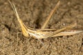 Macro portrait of the cone-headed grasshopper Acrida ungarica, on sand
