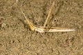 Macro portrait of the cone-headed grasshopper Acrida ungarica, on sand