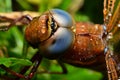 Portrait of a dragonfly