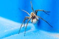 A macro portrait of a female wolf spider carrying her egg sack, attached to the spinnerets and held by the fangs, around on a blue Royalty Free Stock Photo