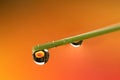 A macro portrait of a few water droplets hanging on a blade of grass. In the water drop the upside down reflection of a mushroom Royalty Free Stock Photo