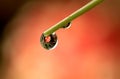 A macro portrait of a few water droplets hanging on a blade of grass. In the water drops the reflection of a small young red