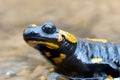 macro portrait of fire salamander