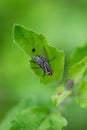 small black fly Royalty Free Stock Photo