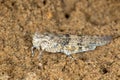 Macro portrait of the grasshoppers Sphingonotus caerulans on sand