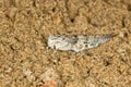 Macro portrait of the grasshoppers Sphingonotus caerulans on sand