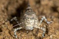 Macro portrait of the grasshoppers Sphingonotus caerulans on sand