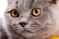 Macro portrait of a gray cat with red eyes