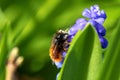 A macro portrait of a honey bee on a blue grape hyacinth collecting pollen to make into honey. The insect is sitting on the flower Royalty Free Stock Photo