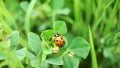 The macro portrait of the ladybug on a green leaf Royalty Free Stock Photo