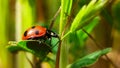 The macro portrait of the ladybug on a green leaf