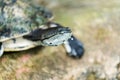 Macro portrait of a large freshwater turtle