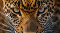 A macro portrait of an leopard that captures amazing eye detail