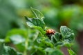 A macro portrait of a leptinotarsa decemlineata, also called a colorado bug in between the leaves of a potato plant which it was