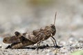 Macro portrait locust