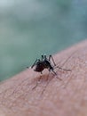 macro portrait of a mosquito perched on human hand