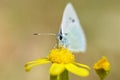 The portrait of Glaucopsyche safidensis butterfly on yellow flower Royalty Free Stock Photo