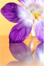 A macro portrait of a purple crocus flower full of waterdrops touching some water with an orange backdrop. The perfectly still Royalty Free Stock Photo