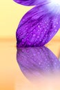 A macro portrait of a purple crocus flower petal full of waterdrops touching some water with an orange backdrop. The perfectly Royalty Free Stock Photo