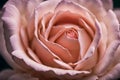 A macro portrait of a rose that captures the delicate beauty and impeccable detail