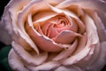 A macro portrait of a rose that captures the delicate beauty and impeccable detail