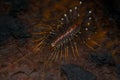 Macro portrait of Scutigera species from Goa