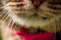 Macro portrait with selective focus of domestic cat`s mouth and whiskers Royalty Free Stock Photo