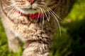 Macro portrait with selective focus of domestic cat`s mouth and whiskers Royalty Free Stock Photo