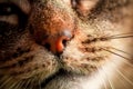 Macro portrait with selective focus of domestic cat`s mouth and whiskers Royalty Free Stock Photo
