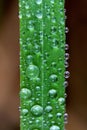 A macro portrait of water droplets in different sizes on a blade of grass. It looks like a traffic jam in nature Royalty Free Stock Photo