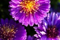 A macro portrait of wet aster novi-belgii flowers. The purple violet petals of the flowers are full of tiny rain or dew water Royalty Free Stock Photo