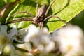 A macro portrait of a wolf spider sitting on a leaf of a bush. The spiders paws are spread across the entire leaf. It is also