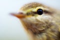 Macro portraits of lesser whitethroat