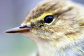 Macro portraits of lesser whitethroat