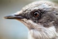 Macro portraits of lesser whitethroat