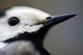 Macro portraits of Wagtail