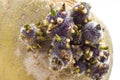 Macro of an potato germinating