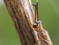 Macro potography of a antlion in nature forest habitat